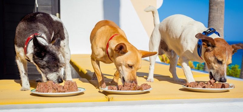 В чем преимущества готовых кормов? В чем преимущества готовых кормов?