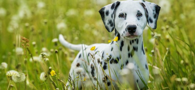 Далматин - порода собак