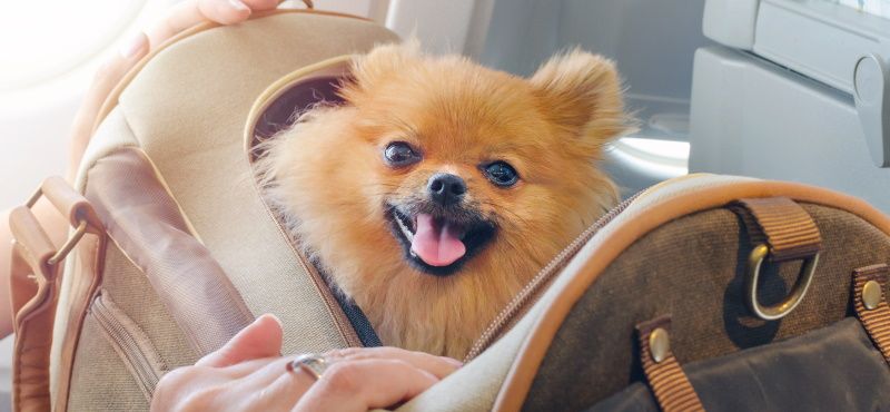 Как правильно перевозить питомца в самолете?