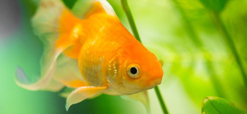 Чем кормить золотую рыбку