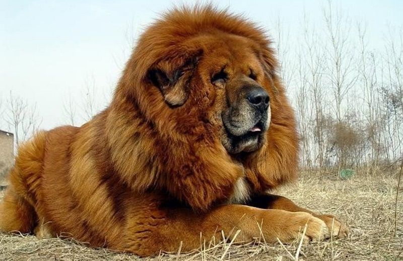 Тибетский мастиф - порода собак