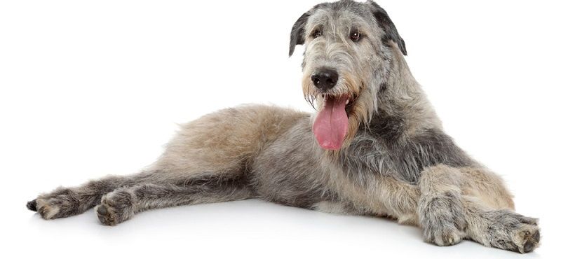 Ирландский волкодав – порода собаки Ирландский волкодав – порода собаки