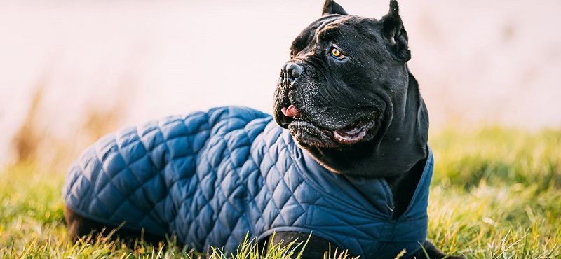 Кане-корсо – порода собак