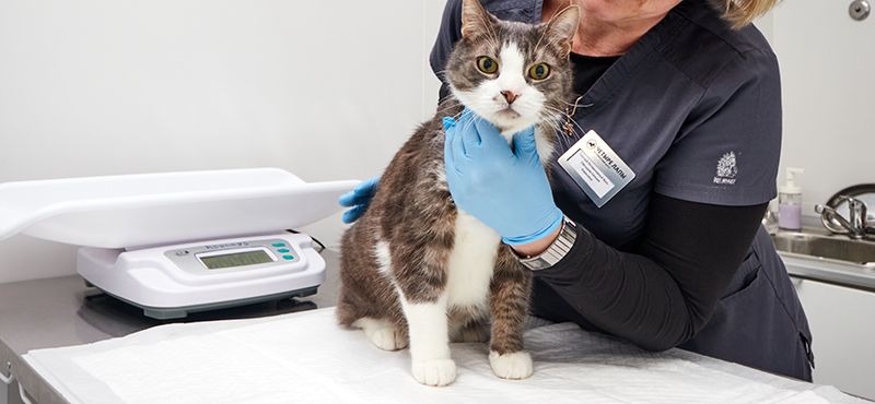 В ветаптеке нет привычного средства от паразитов? Подбираем другие препараты для защиты питомца