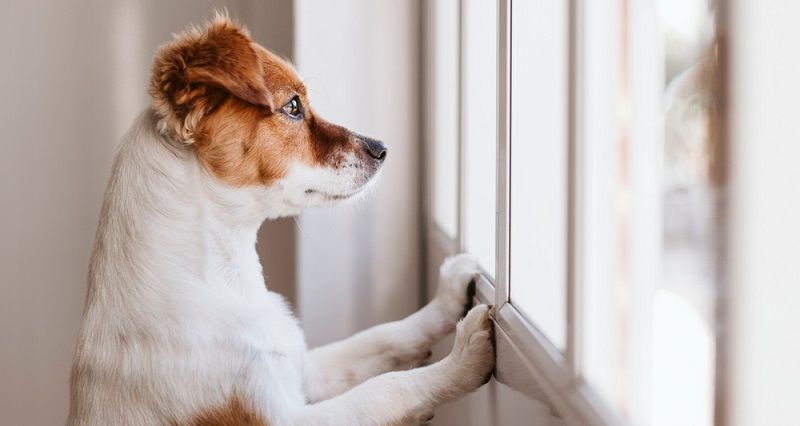 Собака одна дома: позаботьтесь о питомце