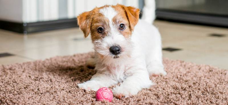 Учимся вместе с котенком и щенком