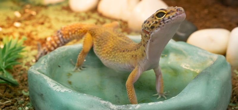Особенности обустройства террариумов для ящериц
