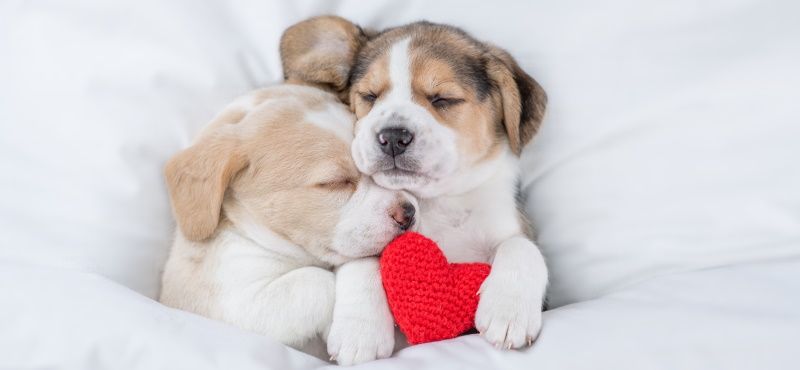 Что делать с щенком с улицы