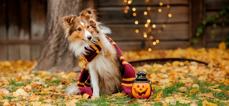 Обзор нарядов на Хэллоуин для питомцев