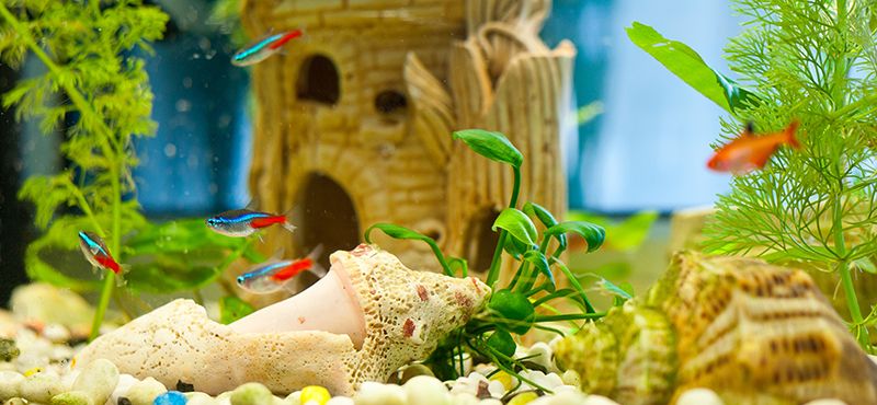 ТОП-8 украшений для аквариума