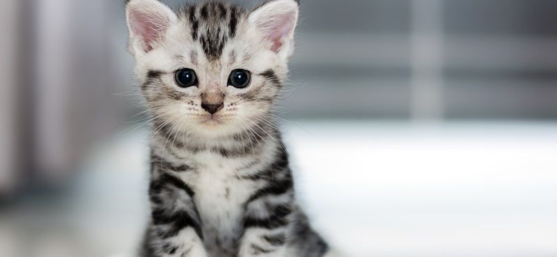 Что нужно кошке для комфортной жизни?