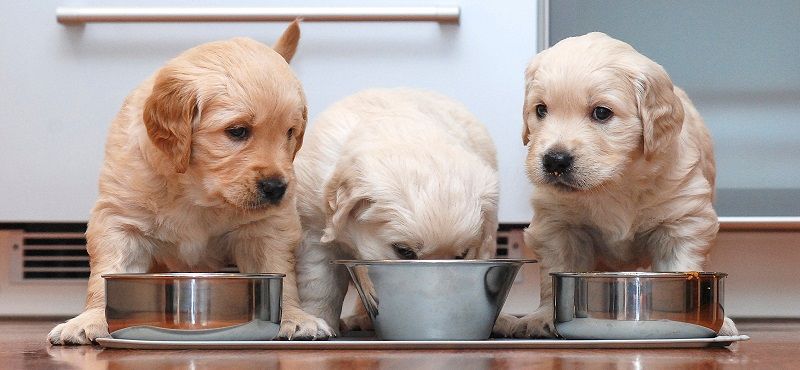 Почему щенку нужен специальный корм