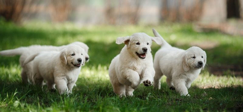Завели щенка? Подборка необходимых товаров для нового члена семьи!
