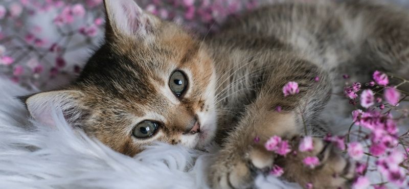 Основные правила адаптации котенка в новом доме