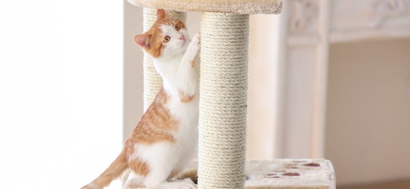 Сизаль или джут: что лучше для когтеточки