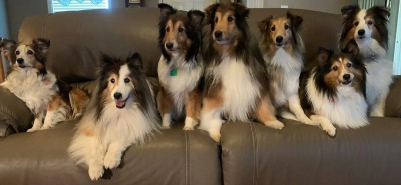 Шелти - порода собак