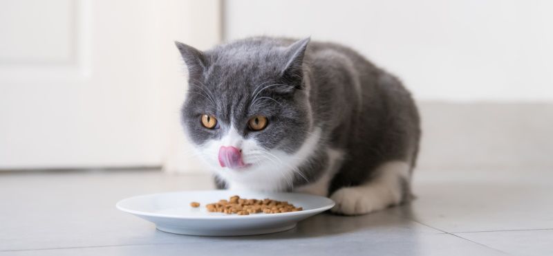 Новые сухие корма от Mealfeel: обзор