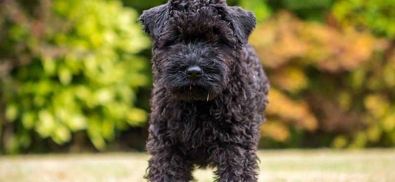 Керри-блю-терьер — порода собак