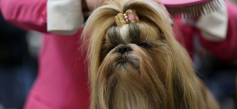 Тибетская порода собак ши-тцу Тибетская порода собак ши-тцу