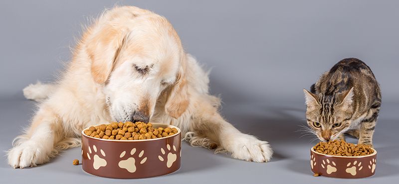 Российские корма для кошек и собак: как выбрать