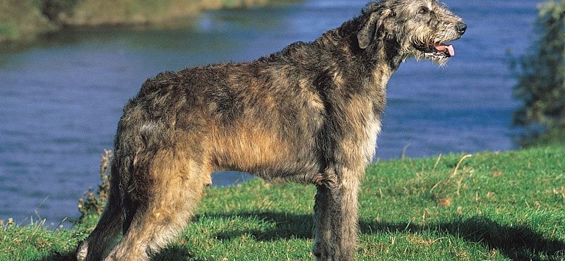 Ирландский волкодав – порода собаки Ирландский волкодав – порода собаки