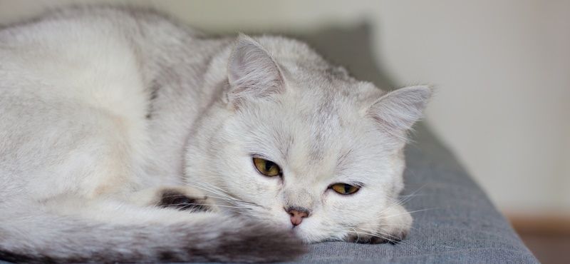 Из-за чего у кошек пищевая аллергия?