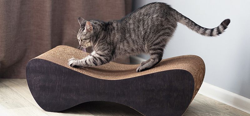 Как выбрать когтеточку для кошки