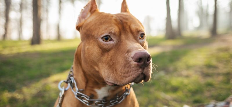 Собаки для детей: обзор пород, которые подойдут ребенку