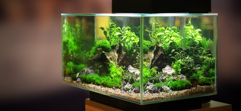 Советы начинающим аквариумистам