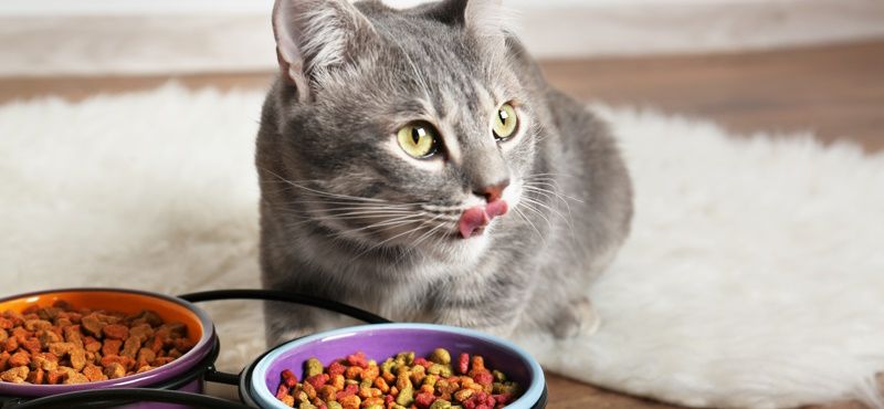 Как правильно хранить сухой корм для собак и кошек?