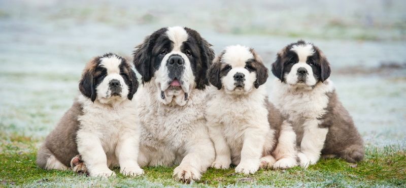 Сенбернар: особенности ухода, характер, содержание