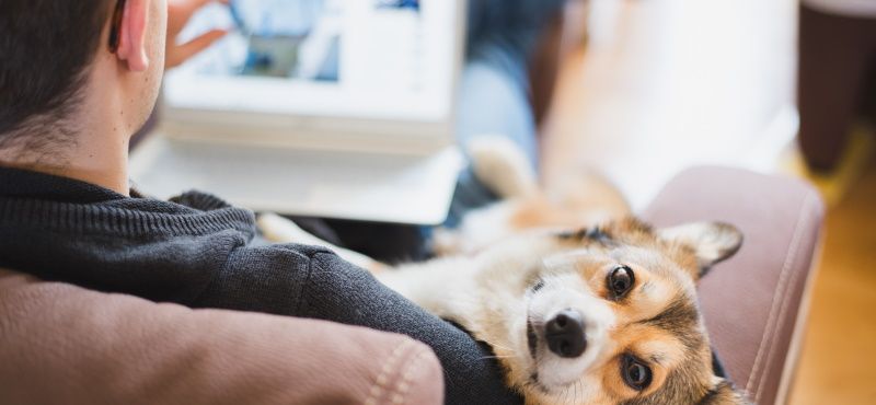 Pet-friendly офис