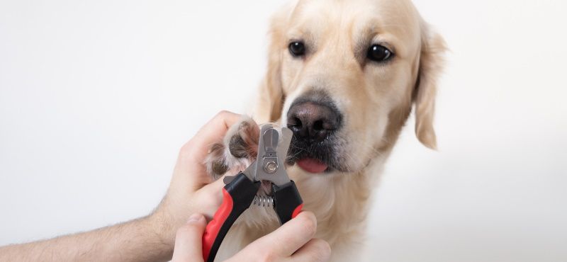 Груминг-набор для ухода за шерстью собак