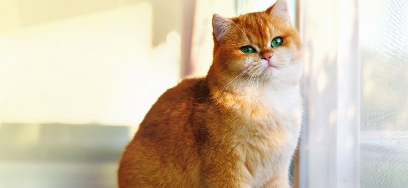 Самые знаменитые кошки мирового кинематографа Самые знаменитые кошки мирового кинематографа