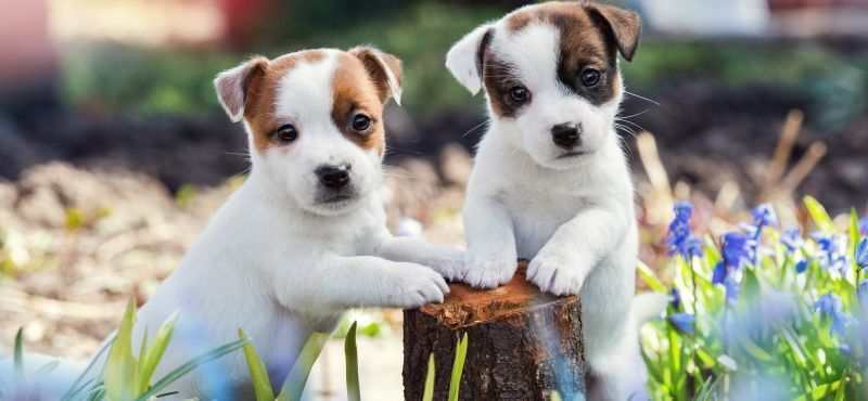 Как правильно воспитывать щенка? Как правильно воспитывать щенка?