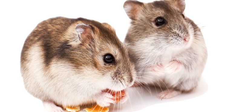 Как выбрать корм для хомяка