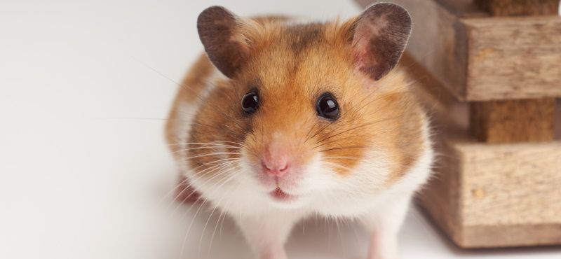 Как выбрать корм для хомяка