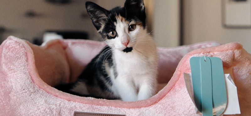 Лежаки: как выбрать