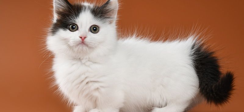 Манчкин: особенности породы, уход, содержание