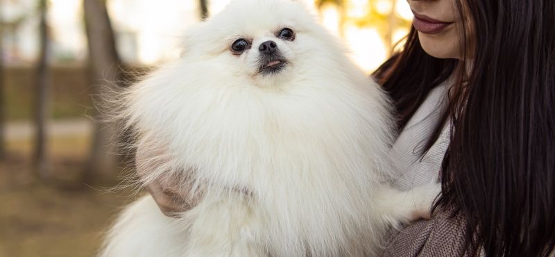 Топ пород собак для квартиры