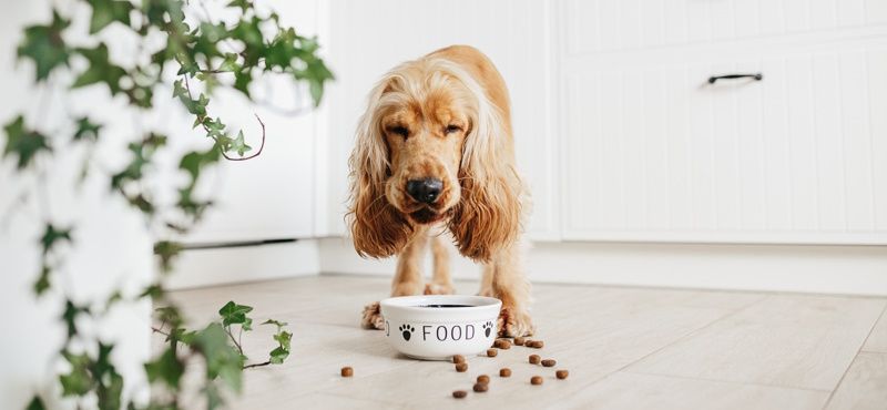 Корм Grandin для собак и кошек: мнение ветеринаров