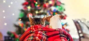 Почему Новый год для нас - праздник, а для питомцев - стресс?