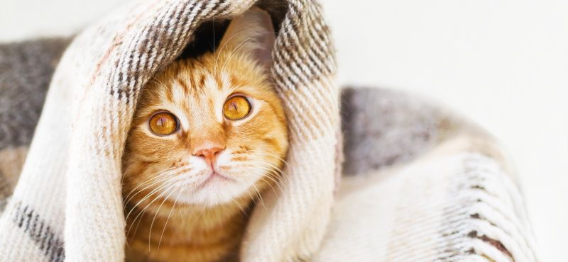 Как взять кошку из приюта: что нужно знать