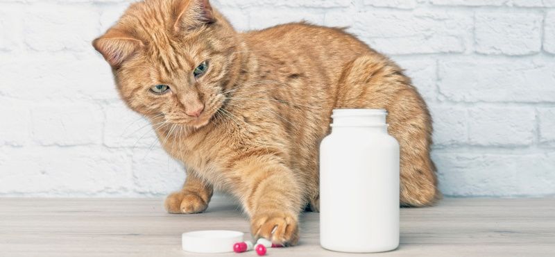 Домашняя аптечка для питомца