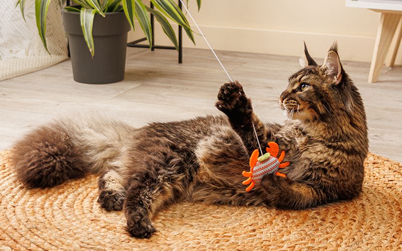 Выбираем игрушку для питомца в поездку или на дачу