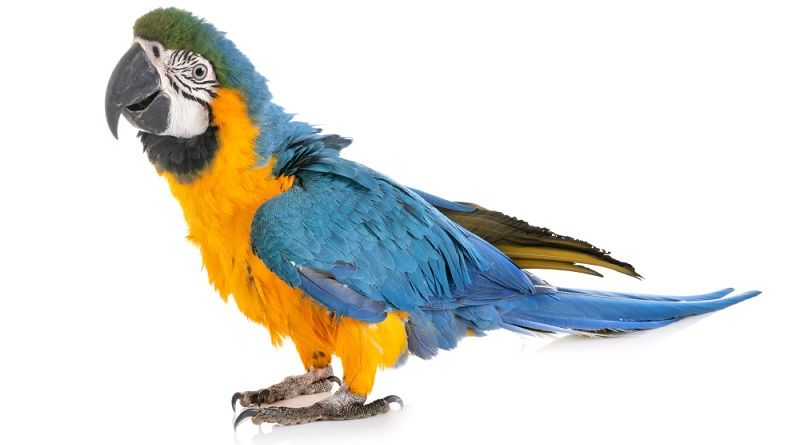 Жас ауыз порно