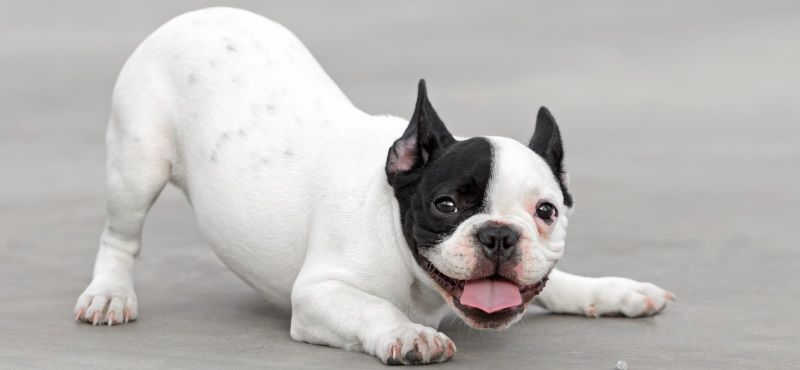 Легкий путь к здоровым суставам вашего питомца