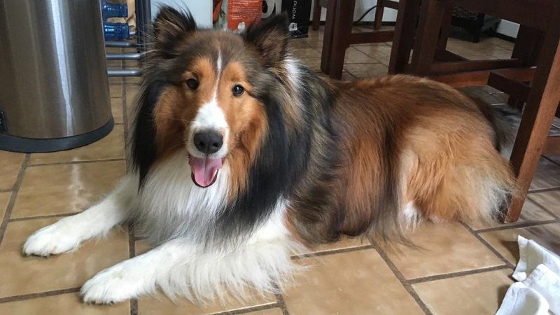 Шелти - порода собак