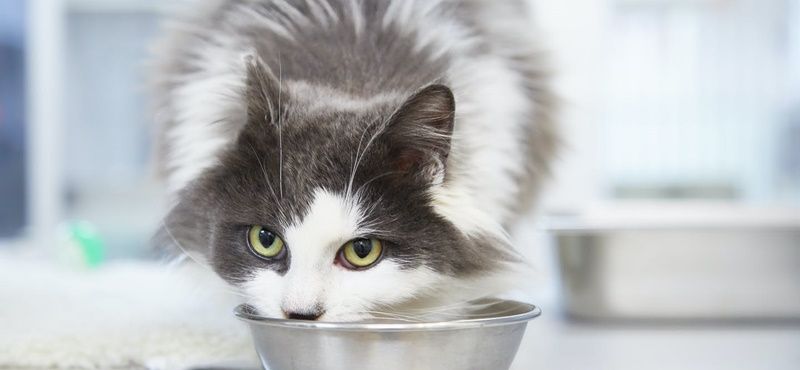 Заболевания желудочно-кишечного тракта у собак и кошек