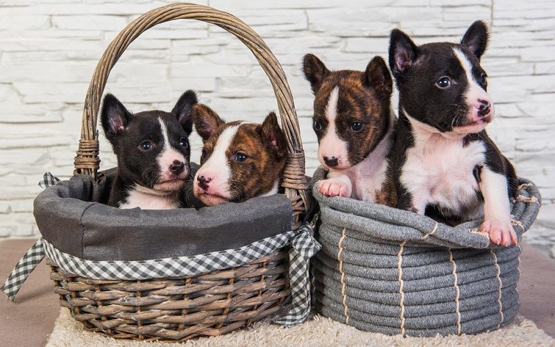 Африканская басенджи - порода собак Африканская басенджи - порода собак